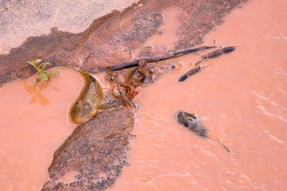 Animais aquáticos mortos pela água do rio doce