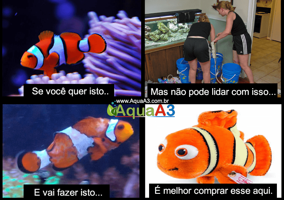 Humor peixe palhaço