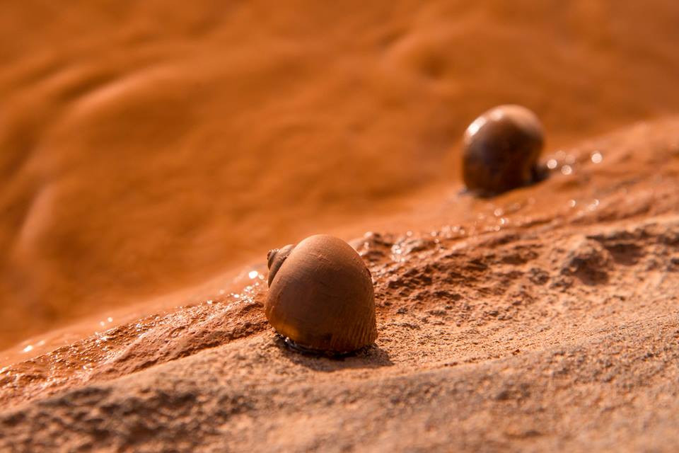 Invertebrados morrendo no Rio Doce em Minas gerais