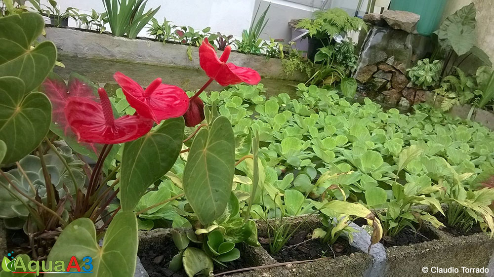 Lago com plantas e suculentas