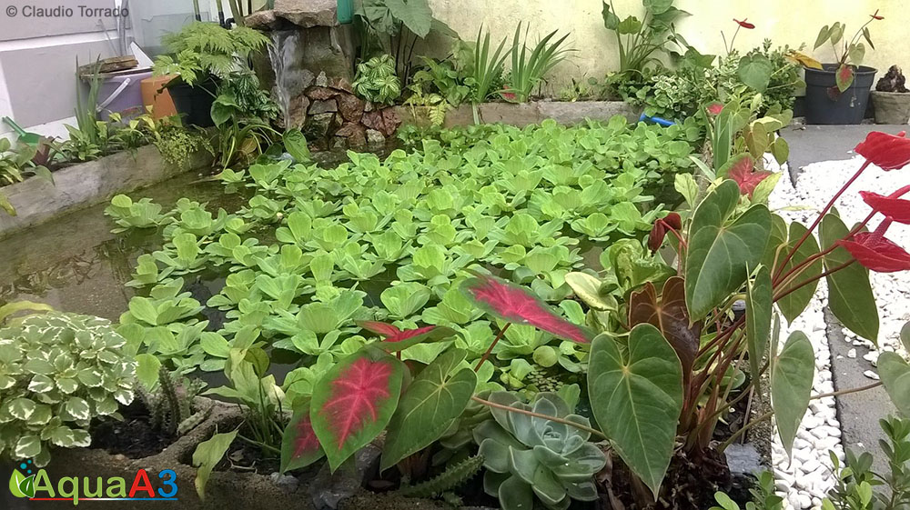 Lago com plantas