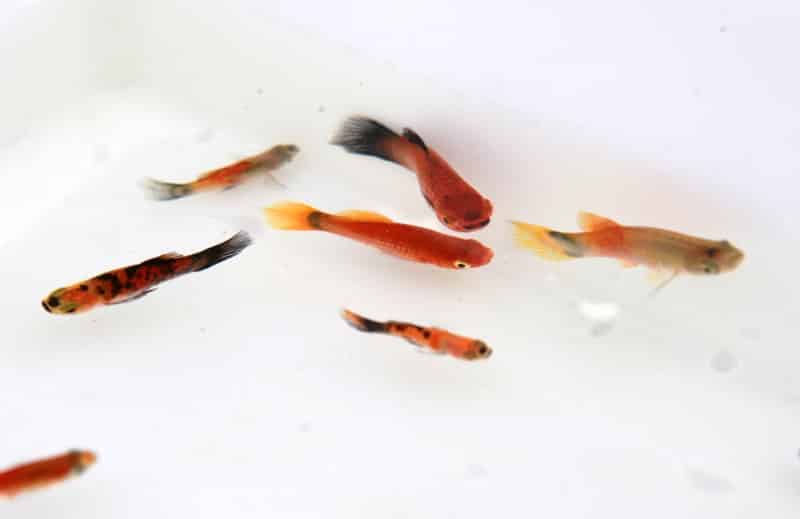 Peixe platy