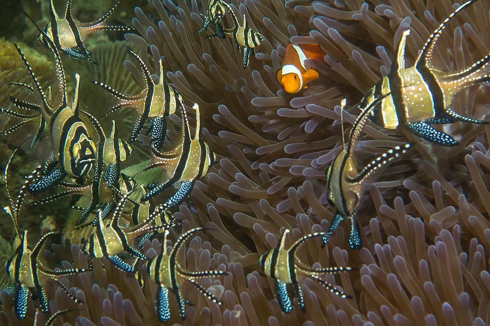 Cardinal Bangai (Pterapogon kauderni)