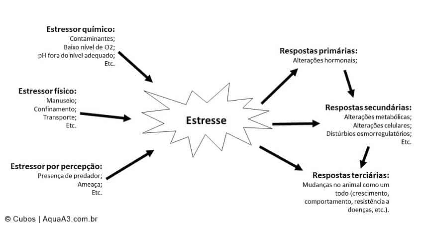 Fatores de estresse nos peixes ornamentais