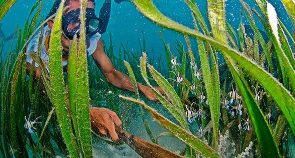 Pescador nativo coletando Banggai Cardinalfish perto de Bone Baru, Indonesia.