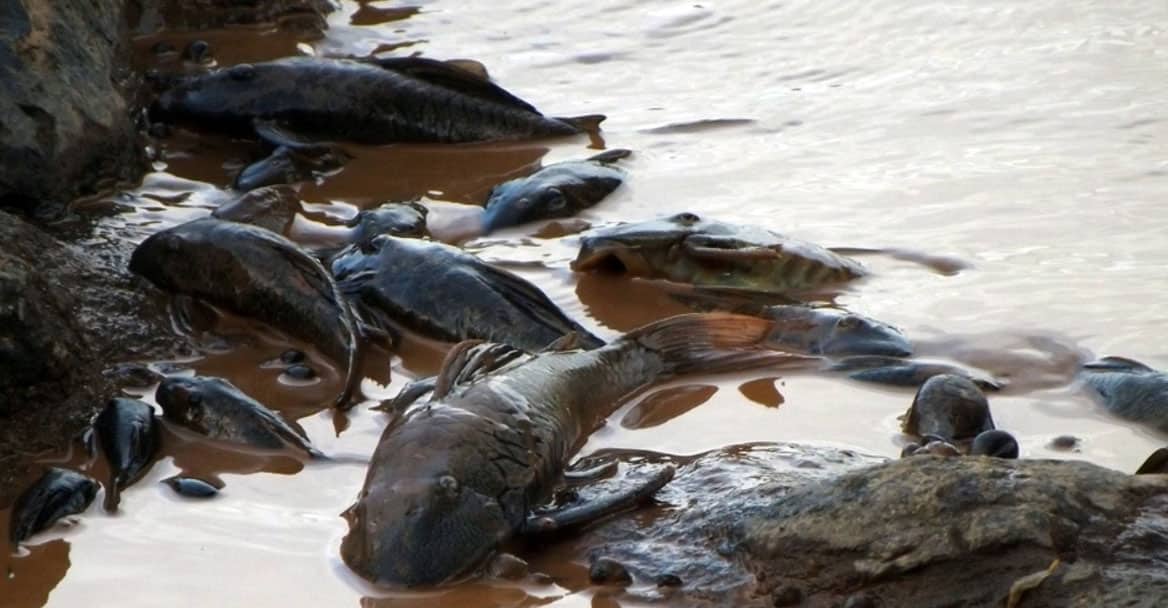 Peixes mortos no Rompimento da barragem em Mariana