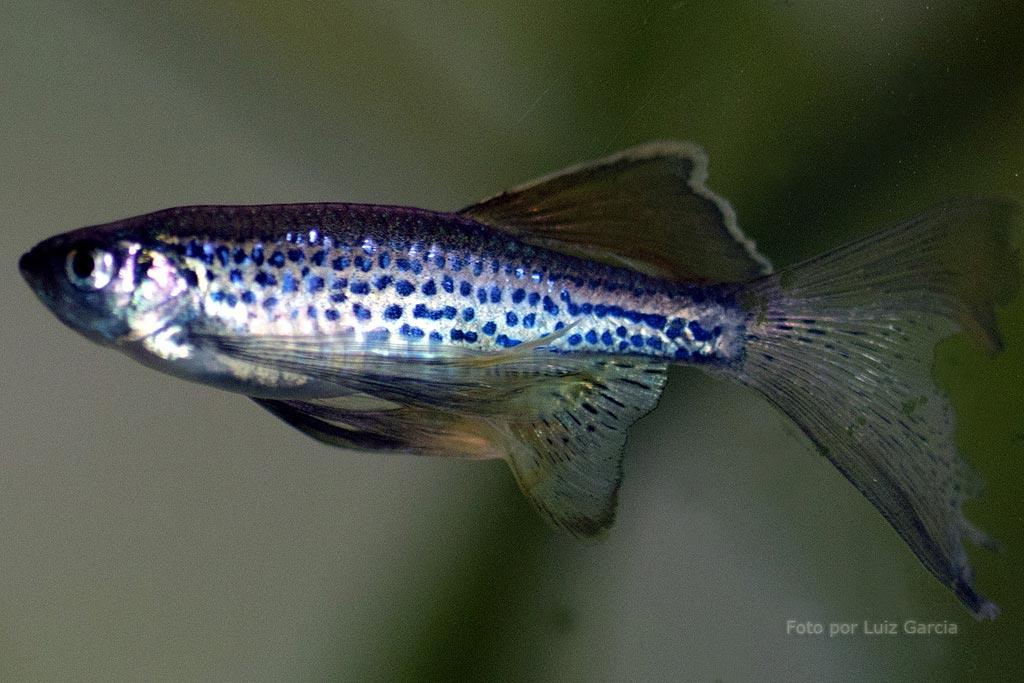 Peixe-zebra (Danio rerio)