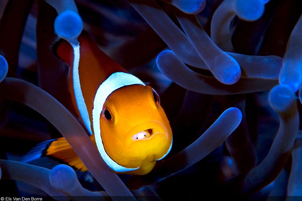 Amphiprion com parasita na lingua