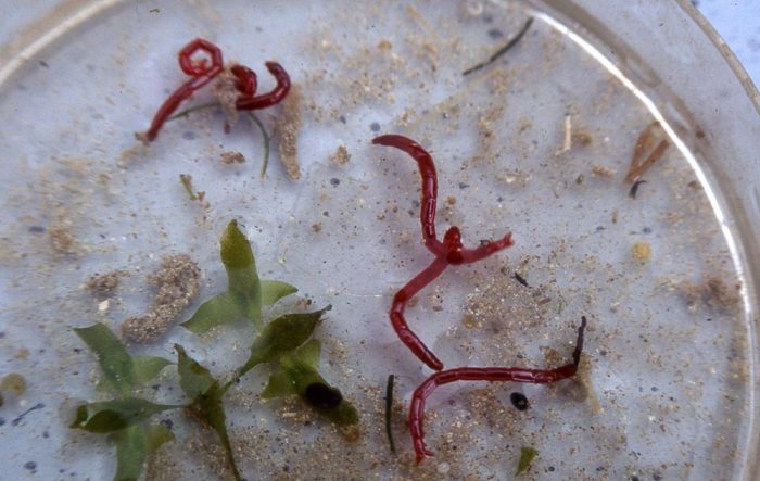 Bloodworms como um bioindicador da água