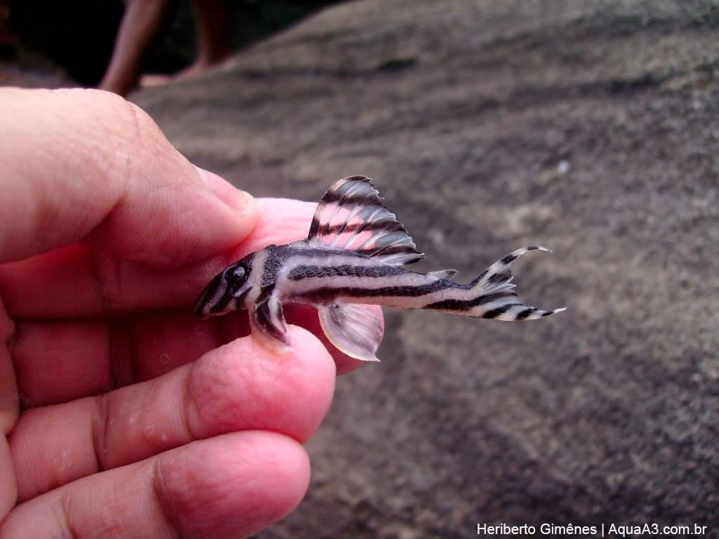 Cascudo zebra