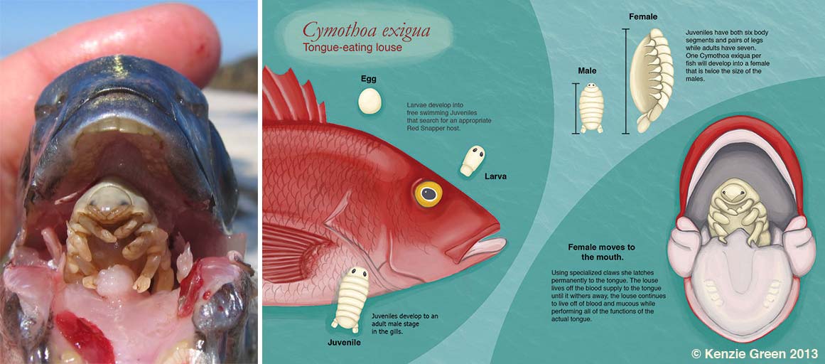 Ciclo de vida da Cymothoa exigua