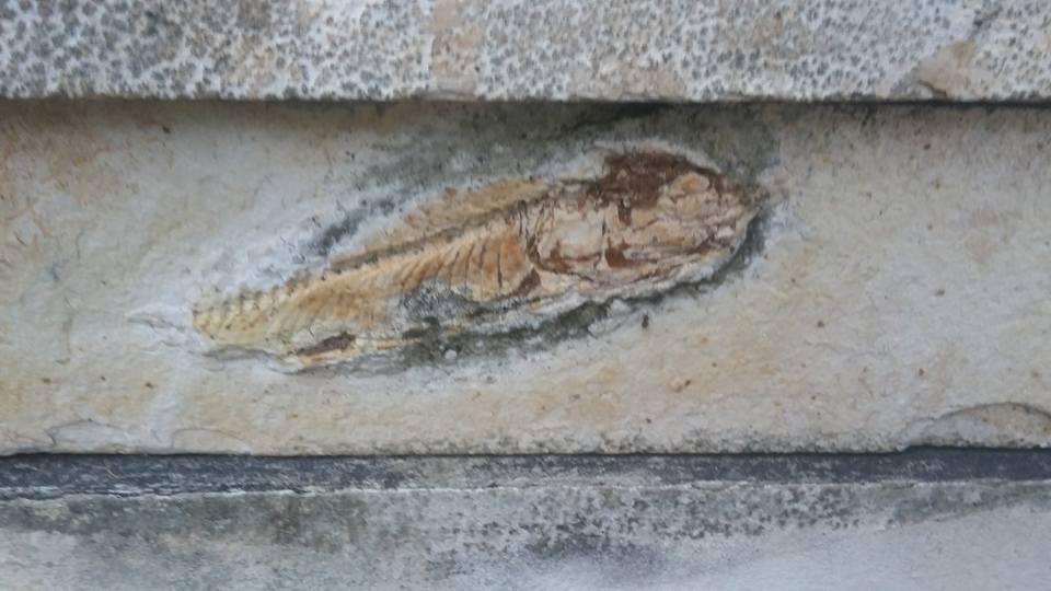 Fosseis de peixes sao encontrados nos muros de Recife