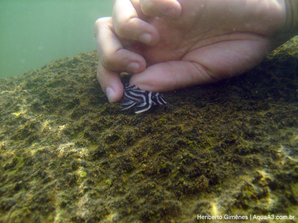 Hypancistrus zebra em habitat natural