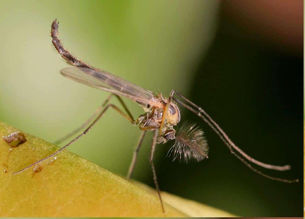 Mosquito Chironomus plumosus Bloodworms