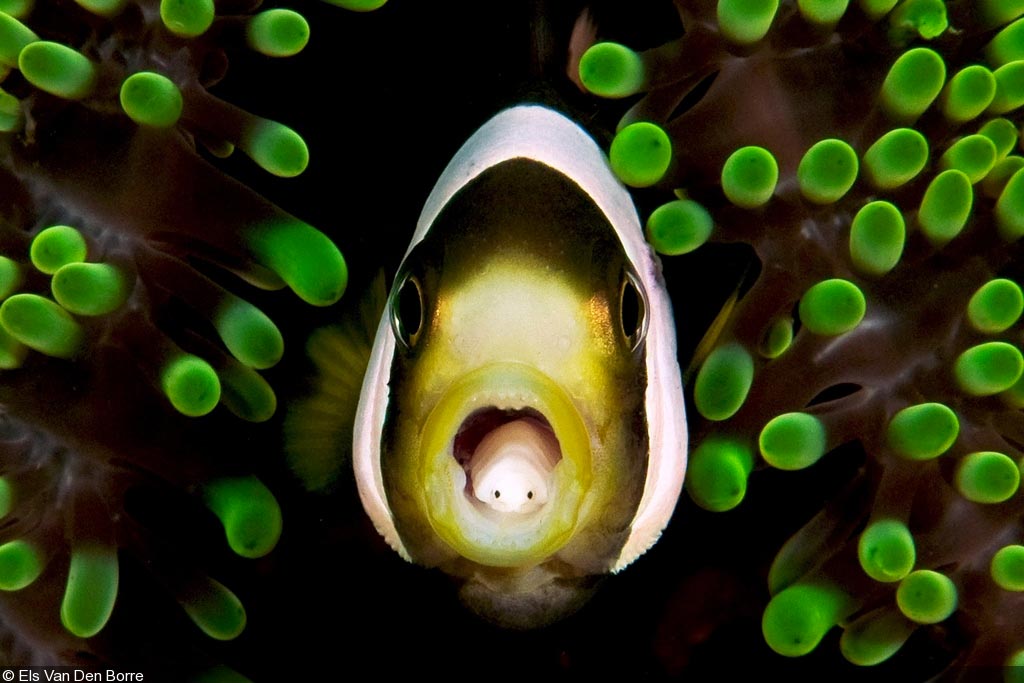 Peixe Amphiprion polymnus