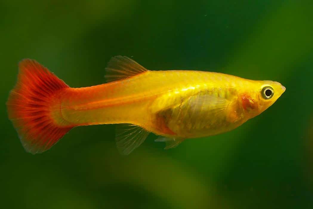 Peixe Poecilia reticulata (guppy) fêmea