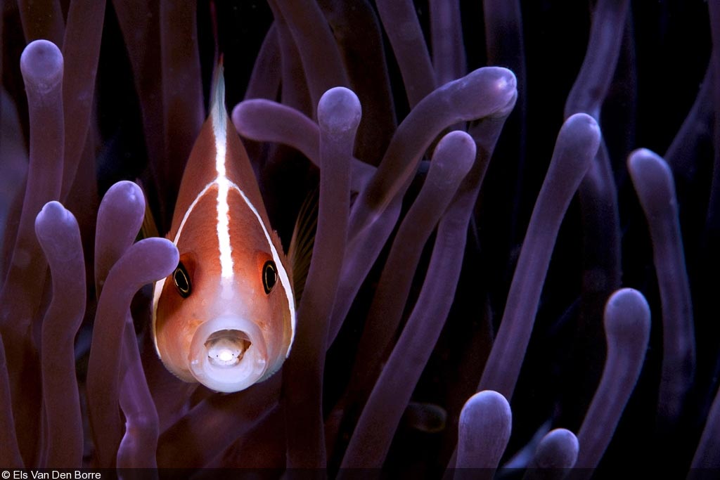 Peixe palhaço Skunk (Amphiprion sandaracinos)