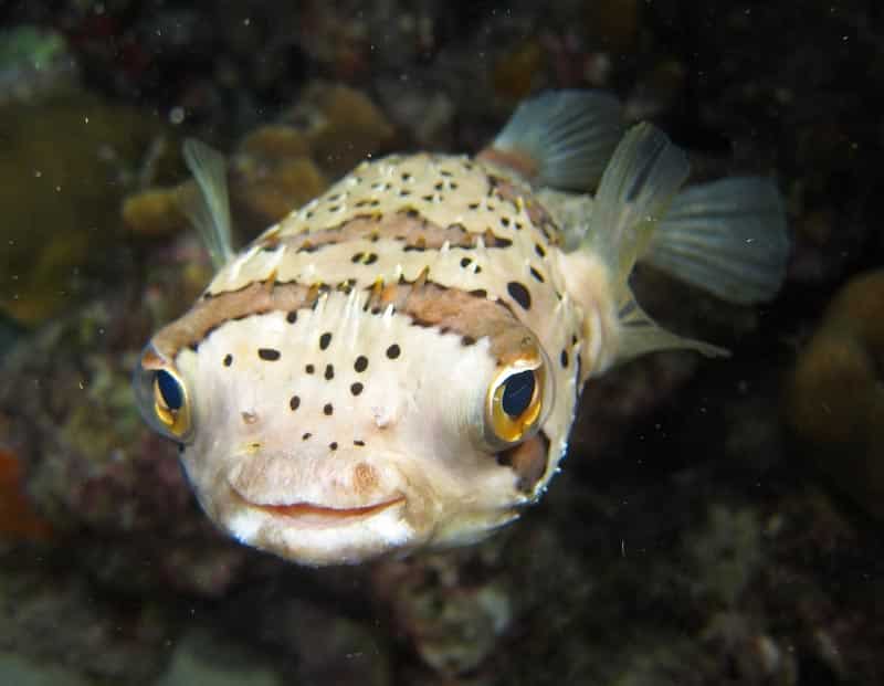 Peixes marinhos podem ficar embriagados com CO2