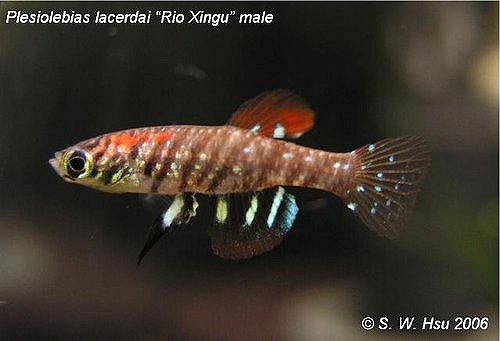 Plesiolebias lacerdai "Rio Xingu" macho