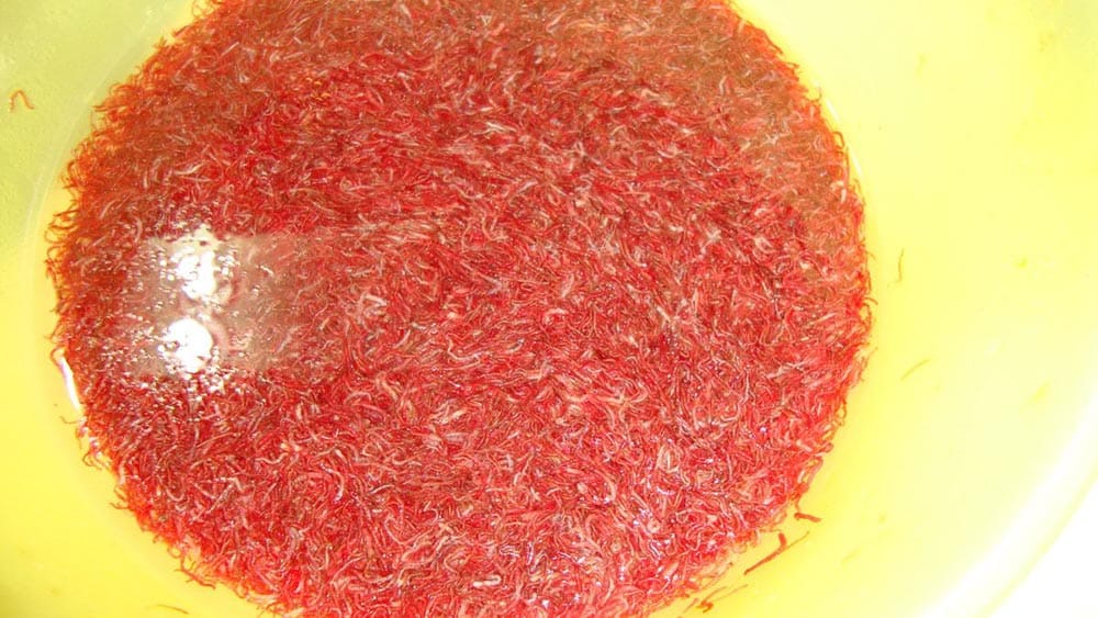 bloodworms para peixes ornamentais