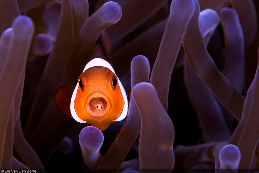 Peixe palhaço com Cymothoa exigua