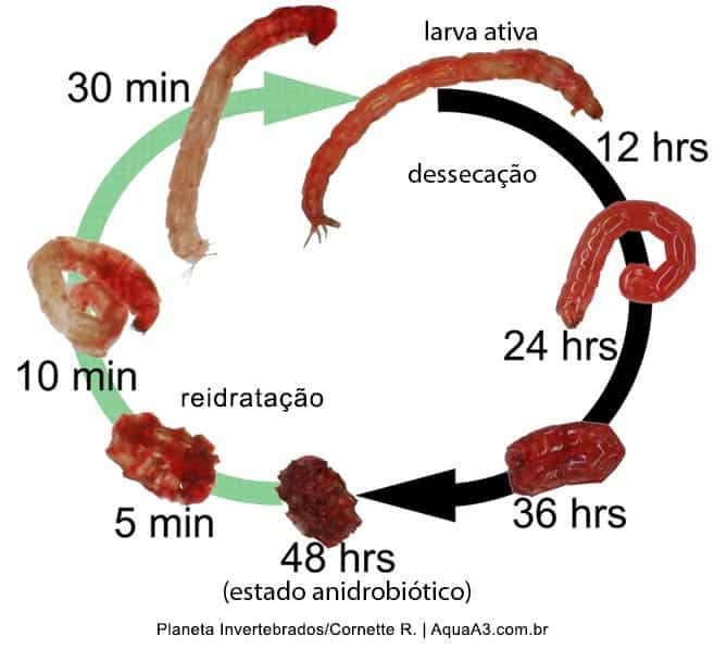 Reidratação das Bloodworms