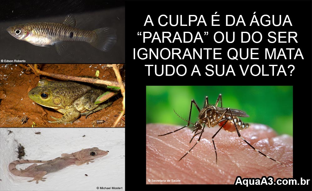 água parada e o mosquito Aedes aegypti