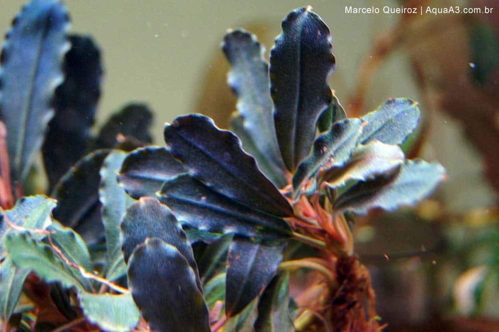 Bucephalandra Royal Blue