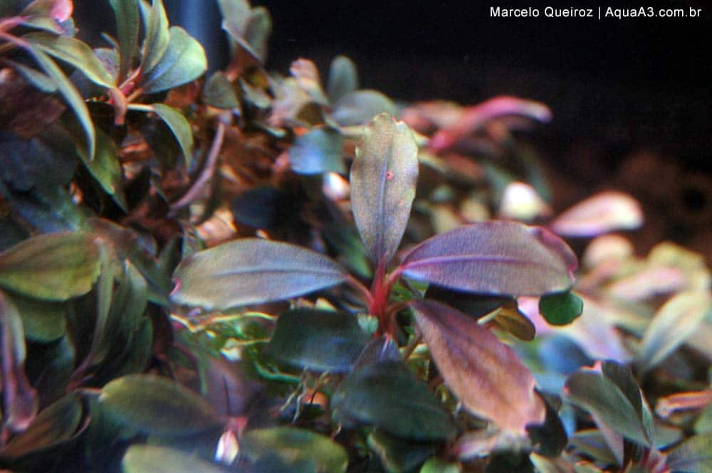 Bucephalandra Sylvia