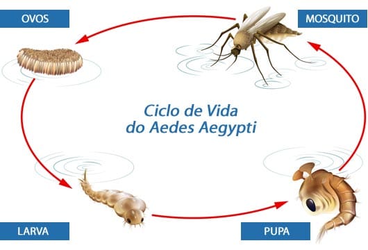 Ciclo de vida do mosquito Aedes aegypti