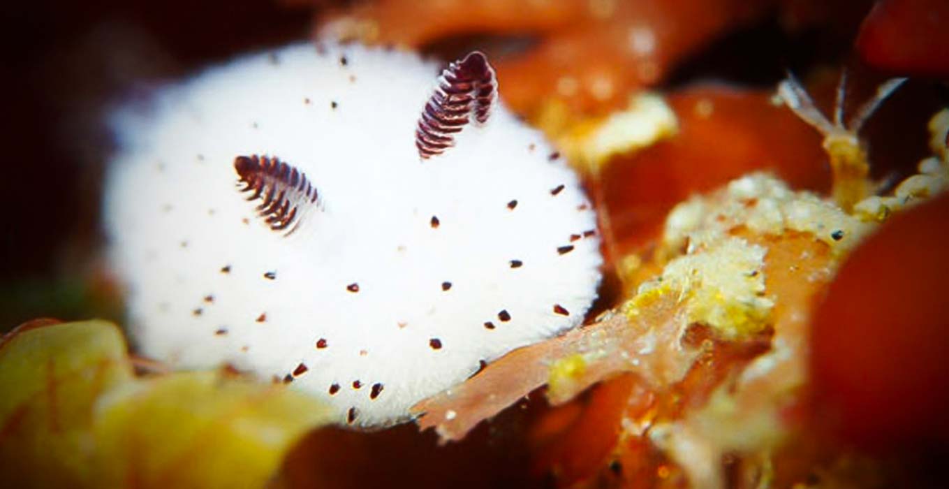 Jorunna parva o coelho marinho