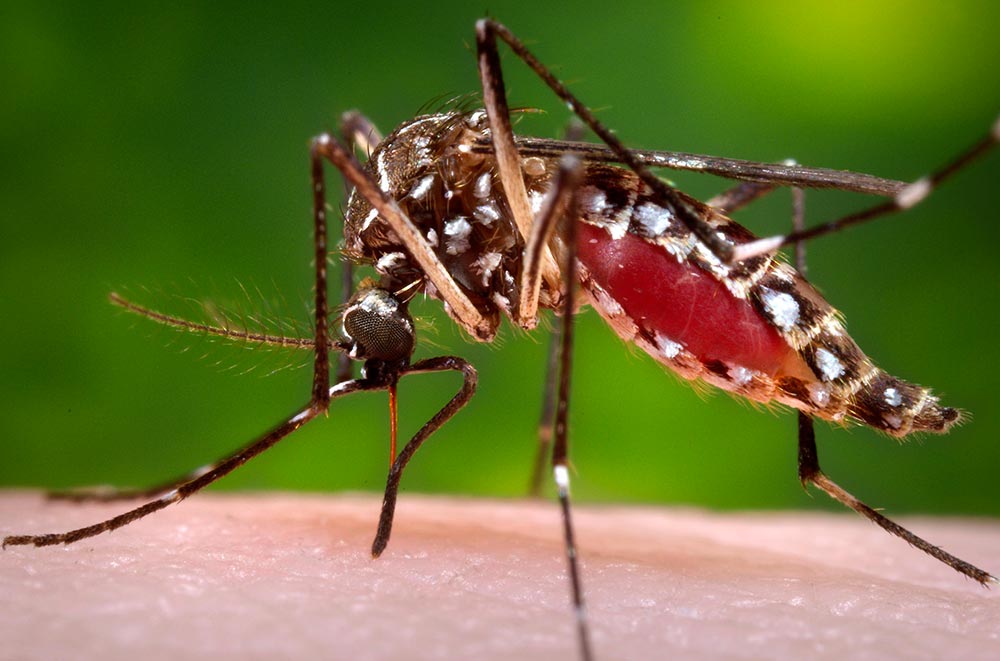 Mosquito Aedes aegypti picando ser humano