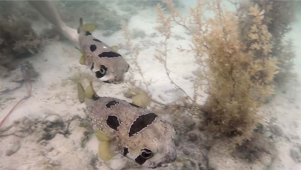 Peixe Baicu não abandona o seu companheiro