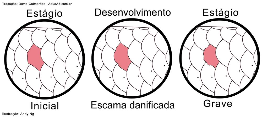 Problemas com a escama da Aruanã