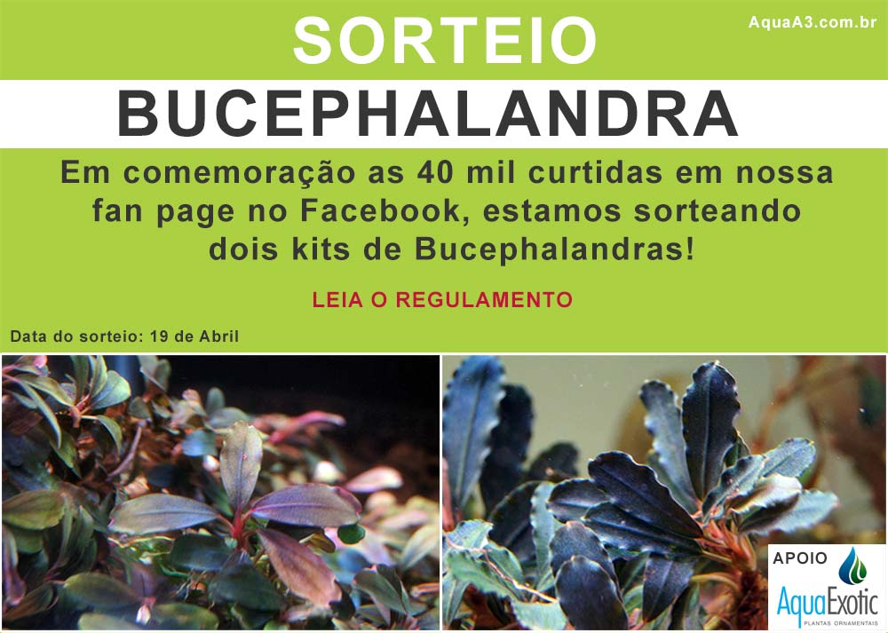 Sorteio Bucephalandras