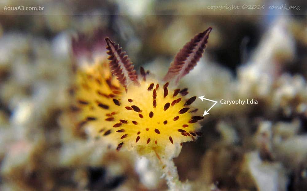 caryophyllidia da Jorunna parva