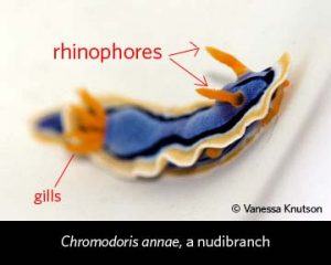 rhinophores e guelras