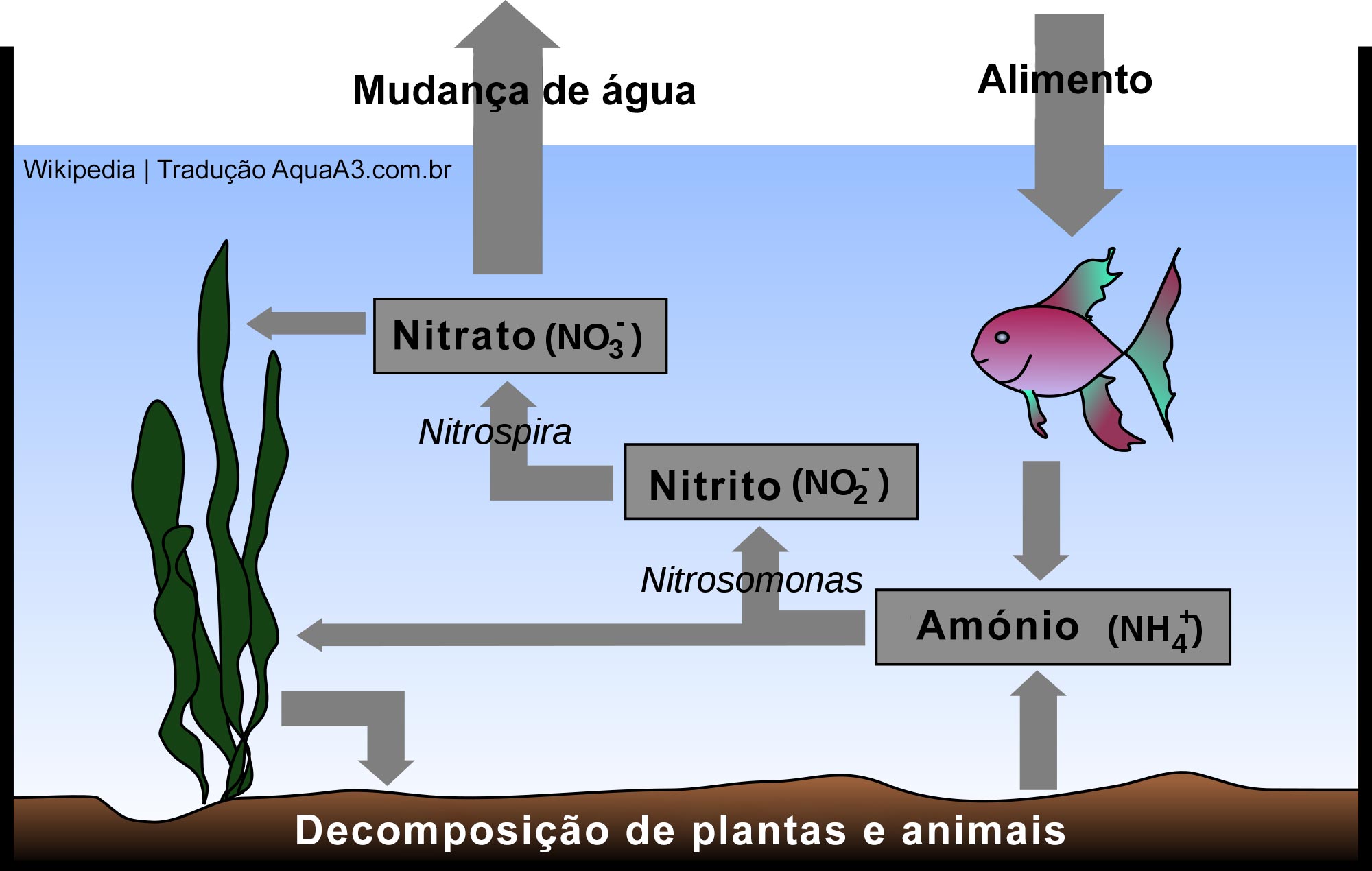 o ciclo do nitrogênio em um aquário e a Amônia