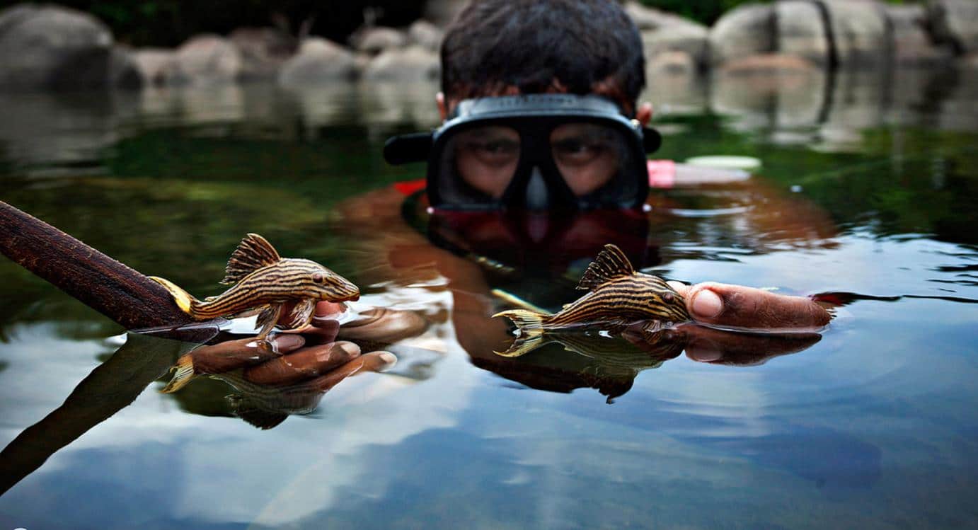 Peixe cascudo na Amazonia