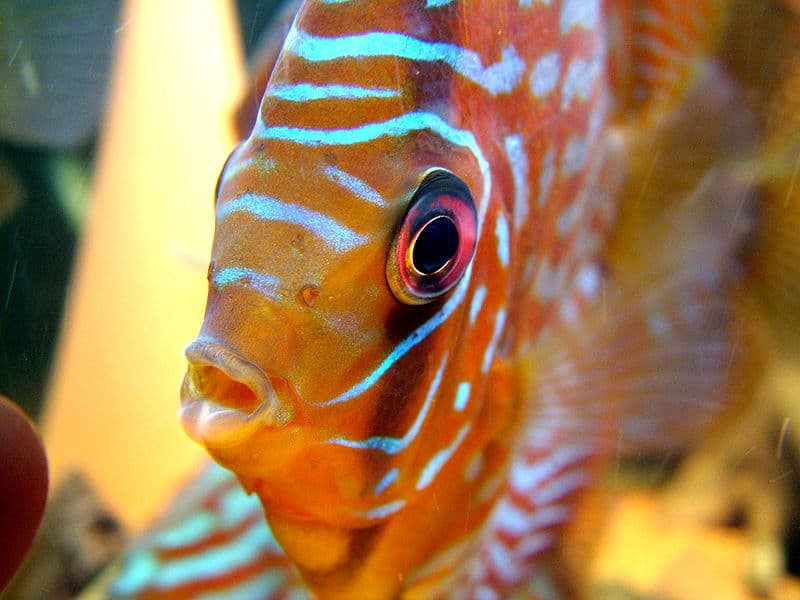 Peixes Amazônicos podem estar com seus dias contados