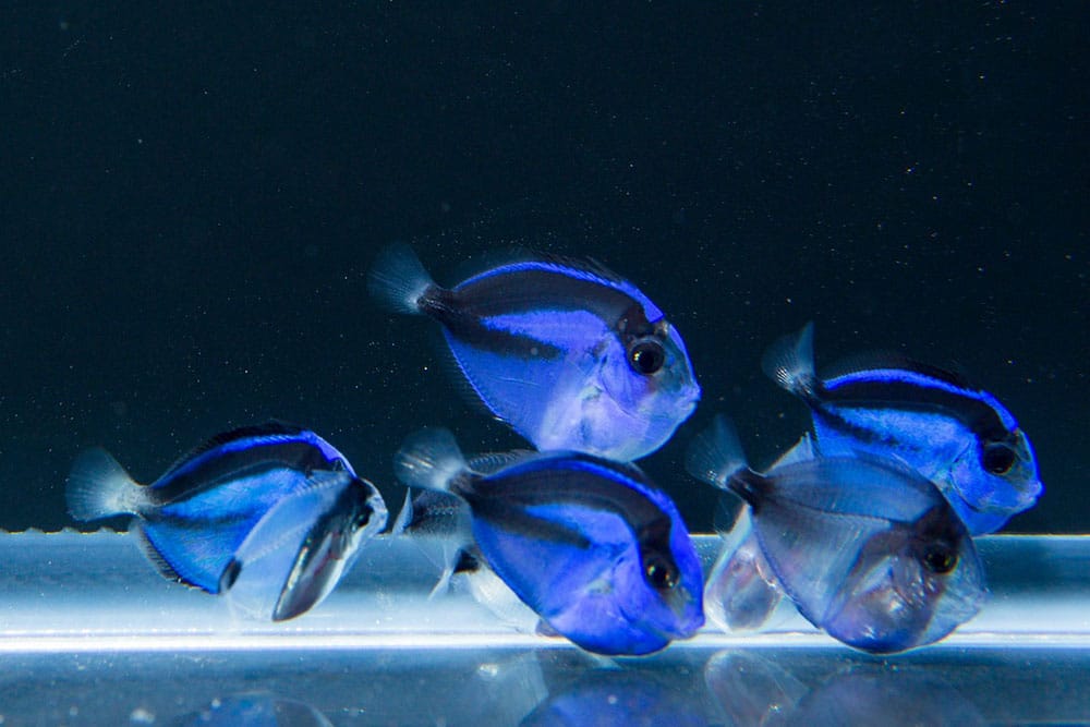 Alevinos de Blue Tang (Paracanthurus hepatus)