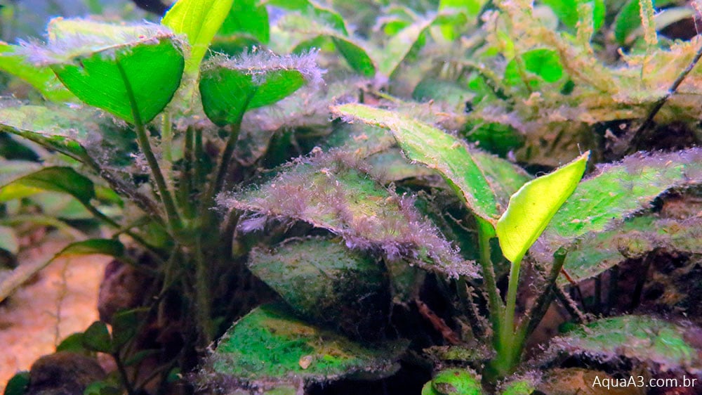 Amostra de alga peteca