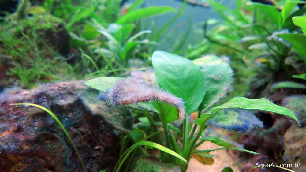 Diminuição da alga peteca com Mpetec