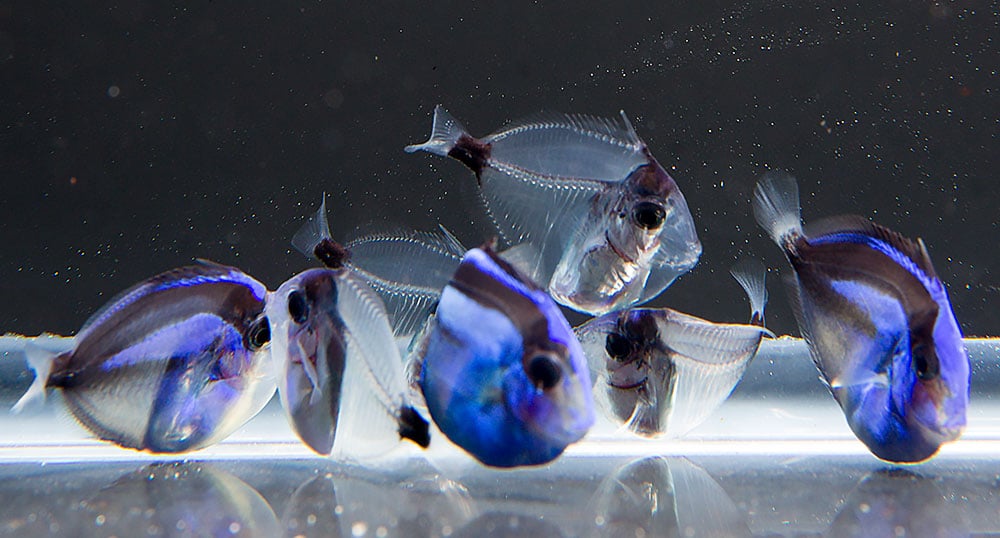 Filhotes de Blue Tang (Paracanthurus hepatus)