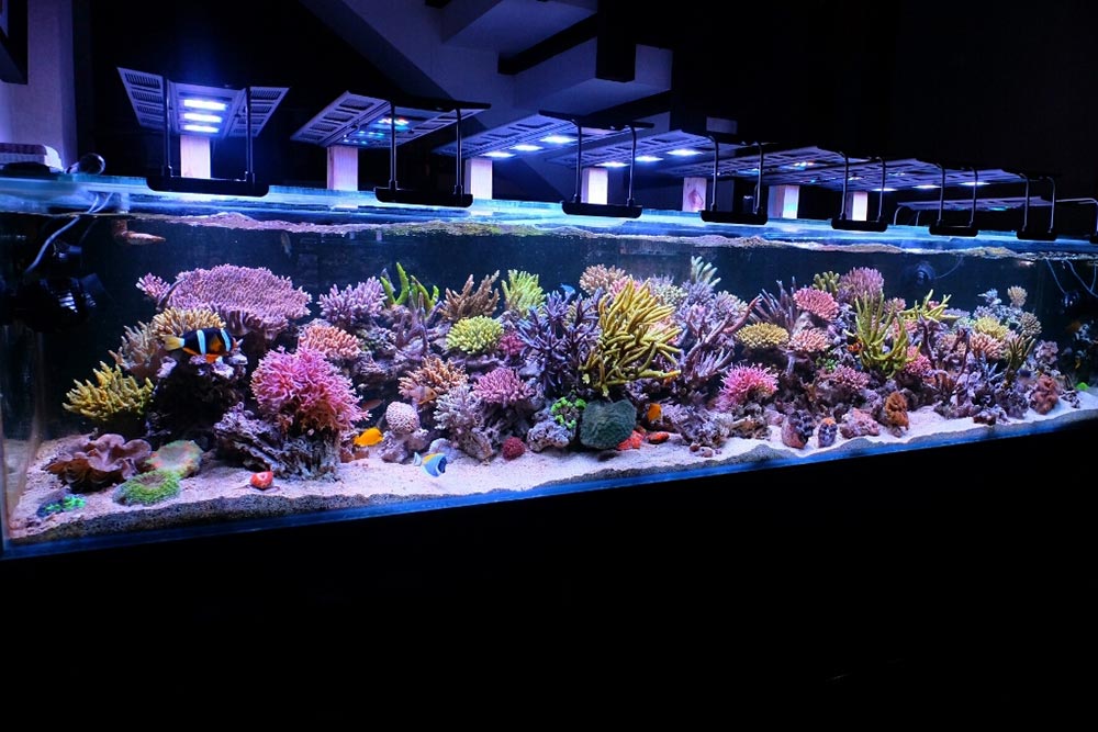 Luminária Maxspect para aquário marinho