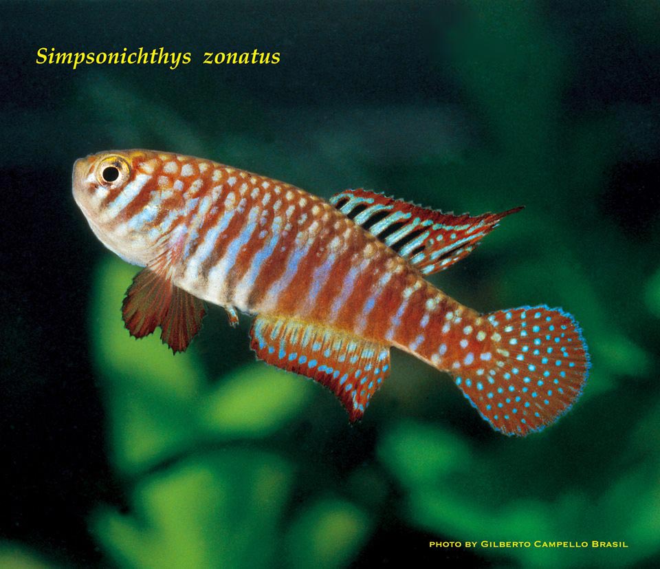 Simpsonichthys zonatus