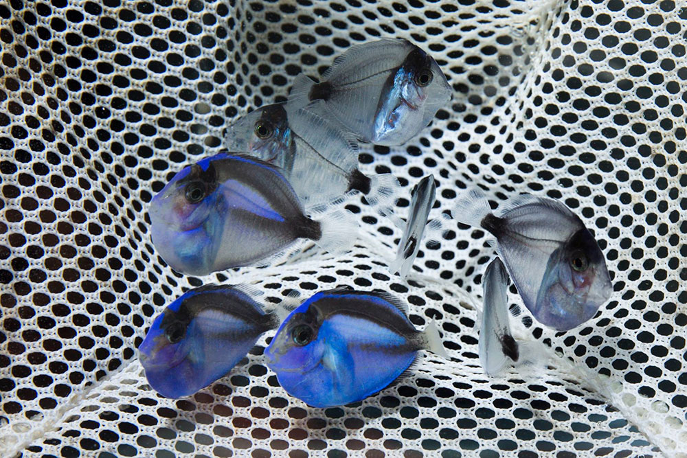 reprodução de blue tang (Paracanthurus hepatus)