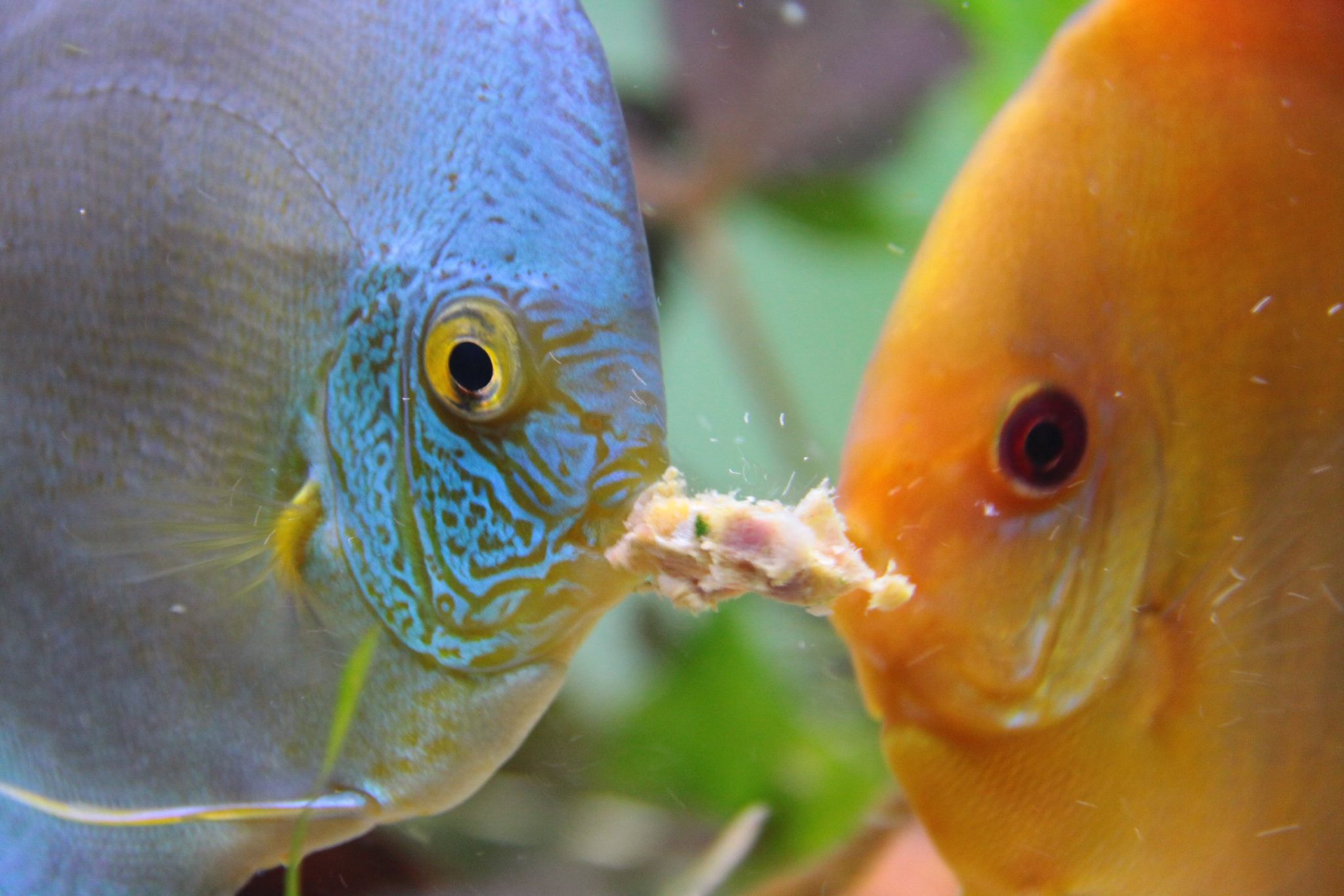 Alimentação adequada para os peixes