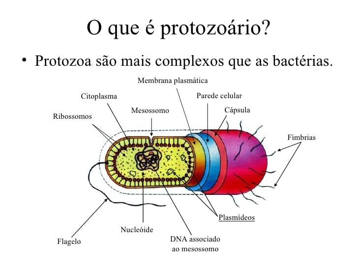 O que é um protozoário?