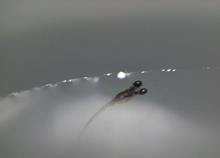 Alevino de Nothobranchius Guentheri Zanzibar